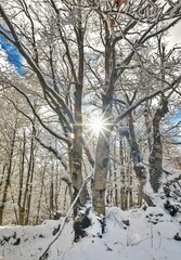 Mount Autore Livata (Subiaco, Italy) - The snow capped peaks mountains in the province of Roma, Lazio region, in Simbruini mounts. Here a beautiful white landscape.