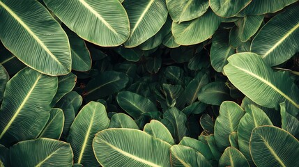 Fototapeta premium lush tropical foliage background