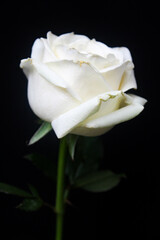 white rose isolated on black background