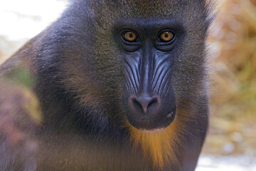 Mandrill, (Mandrillus sphinx), portrait of a male looking at the camera, a captive animal, Paignton Zoo, Devon, UK.