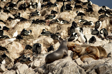 Lion de mer, Ushua&iuml;a Argentine