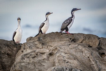 Ushua&iuml;a Argentine