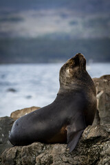 Lion de mer, Ushua&iuml;a Argentine