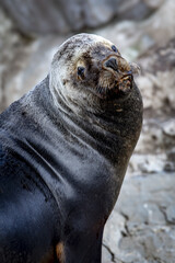 Lion de mer Ushua&iuml;a Argentine