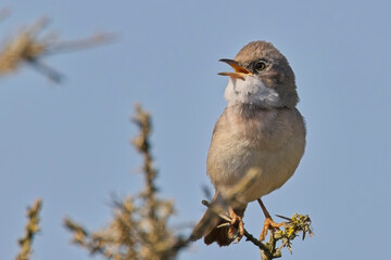 Common Whitethroat (Curruca communis)  male singing from a perch on top of a bush, against a blue sky, Cornwall, UK.