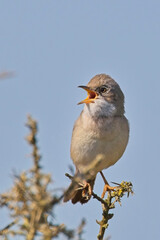 Common Whitethroat (Curruca communis)  male singing from a perch on top of a bush, against a blue sky, Cornwall, UK.
