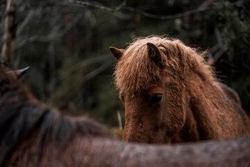 beautiful icelandic horses in raw nature environment 
