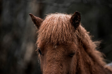 beautiful icelandic horses in raw nature environment 