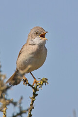 Common Whitethroat (Curruca communis)  male singing from a perch on top of a bush, against a blue sky, Cornwall, UK.