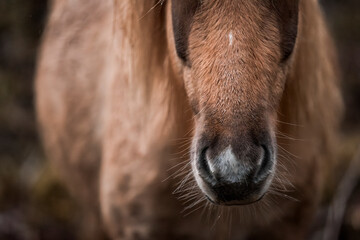 beautiful icelandic horses detail photo in raw nature environment 