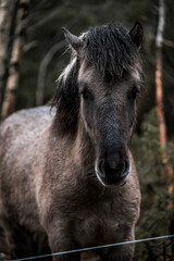 Fototapeta premium beautiful icelandic horses in raw nature environment 