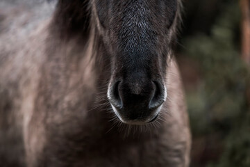 beautiful icelandic horses detail photo in raw nature environment 