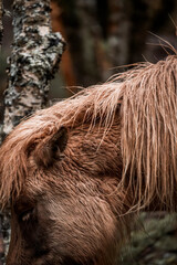 beautiful icelandic horses detail photo in raw nature environment 
