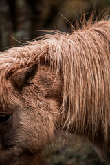 beautiful icelandic horses detail photo in raw nature environment 
