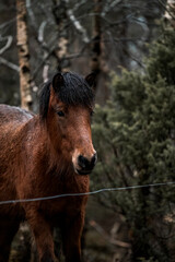 beautiful icelandic horses in raw nature environment 