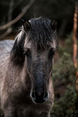 beautiful icelandic horses detail photo in raw nature environment 