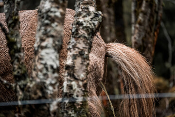 beautiful icelandic horses in raw nature environment 