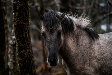 beautiful icelandic horses in raw nature environment 