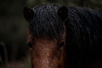 beautiful icelandic horses in raw nature environment 
