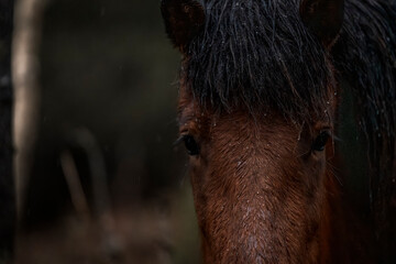 beautiful icelandic horses in raw nature environment 