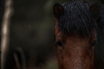 beautiful icelandic horses in raw nature environment 