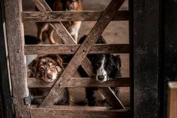 beautiful icelandic horses in raw nature environment 