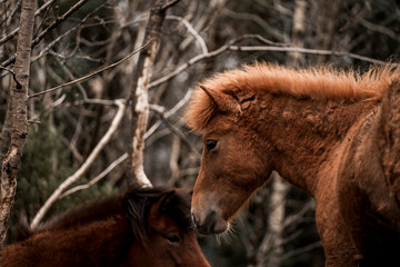 beautiful icelandic horses in raw nature environment 