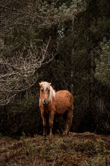 beautiful icelandic horses in raw nature environment 