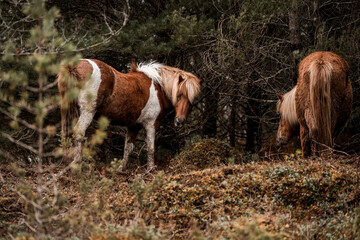 beautiful icelandic horses in raw nature environment 