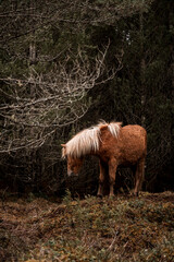 beautiful icelandic horses in raw nature environment 