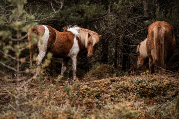 beautiful icelandic horses in raw nature environment 