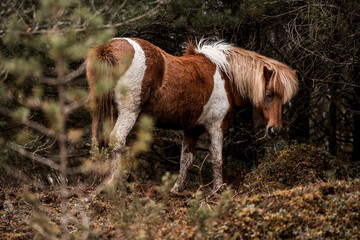 beautiful icelandic horses in raw nature environment 