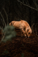beautiful icelandic horses in raw nature environment 