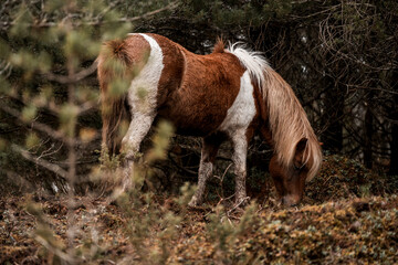 beautiful icelandic horses in raw nature environment 