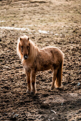 beautiful icelandic horses in raw nature environment 