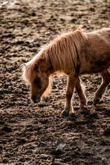 beautiful icelandic horses in raw nature environment 