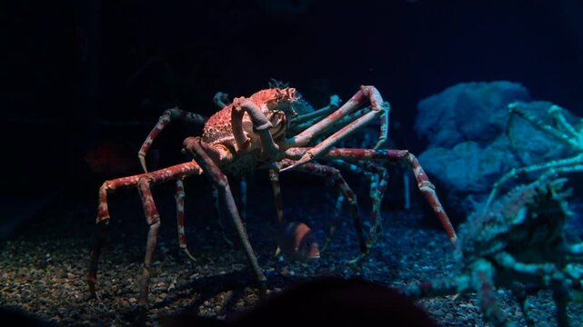 Majestic Japanese spider crab with long legs and textured shell on dark seabed. Deep ocean life and marine biology, natural underwater environment with small fish. Wildlife and crustacean.