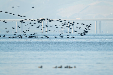 Migratory Birds Flying Over Shenzhen Bay Bridge in South China