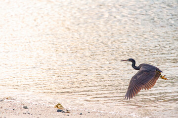 クロサギ, Pacific Reef-Heron, Egretta sacra,...