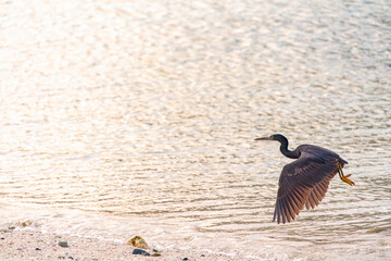 クロサギ, Pacific Reef-Heron, Egretta sacra,...