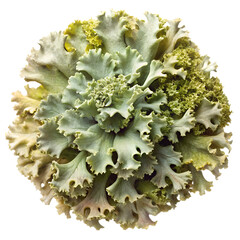 Ruffled green and white sea sponge isolated on transparent background