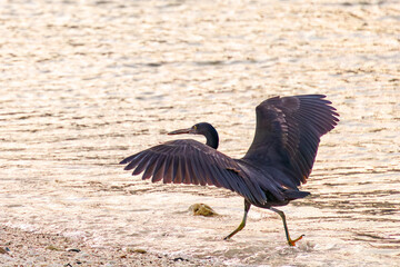 クロサギ, Pacific Reef-Heron, Egretta sacra,...