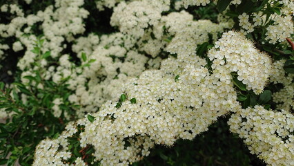 White flowering shrub branch in spring garden