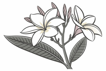 Nature Balance Flower Illustration  Modern Vector  (1) Vector Illustration Isolated on White Background