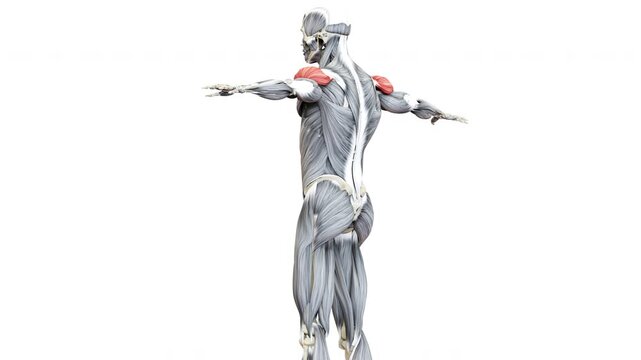 Human Muscular System Arm Muscles Deltoideus Muscle Anatomy Animation Concept