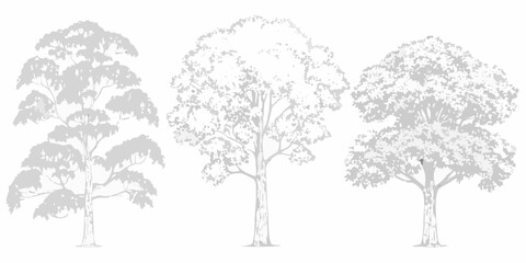 Fototapeta premium Simple illustration of three different trees with detailed foliage and trunks