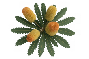 Banksia flowers and leaves arranged in a circular pattern, creating a beautiful natural composition, isolated on transparent background