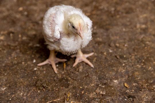 fat young broiler are fattened to ensure the meat industry, close up