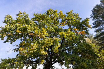 one oak in autumn, part of the foliage of which began to change color to yellow and orange