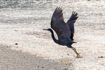 クロサギ, Pacific Reef-Heron, Egretta sacra,...